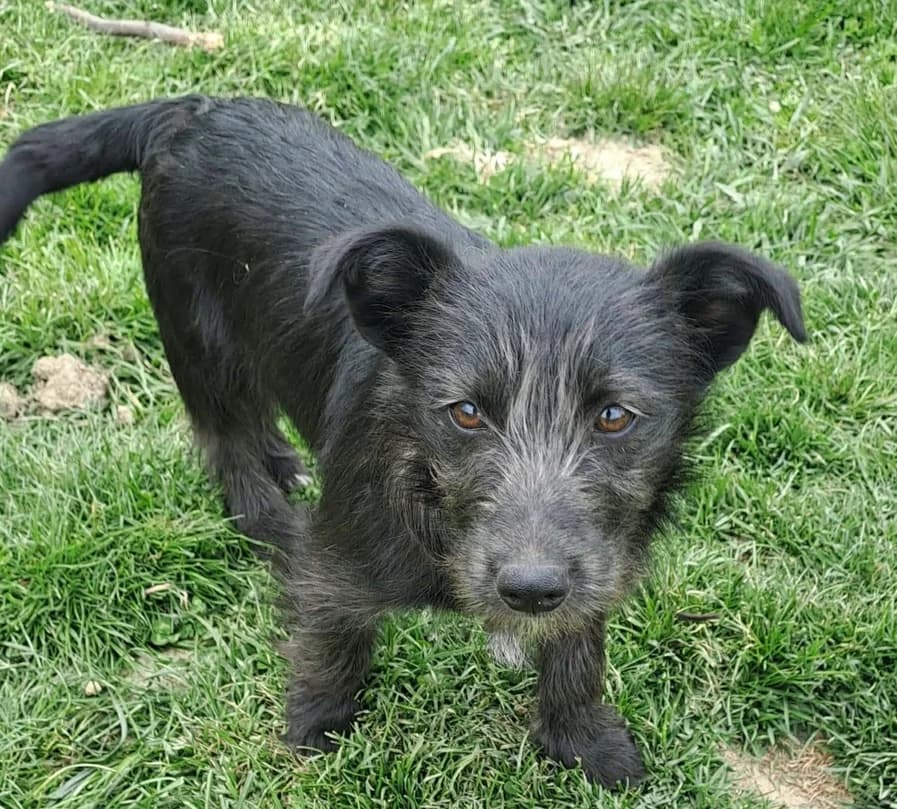 Naya, female puppy Mixed Breed for adoption at Ein Herz für Streuner e.V., München