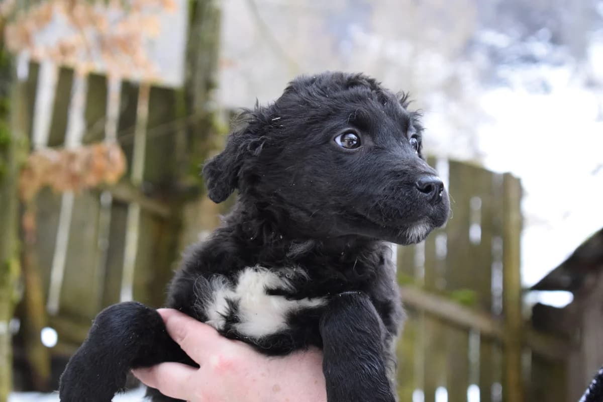 Naya, weiß female puppy Mixed Breed for adoption at Ein Herz für Streuner e.V., München