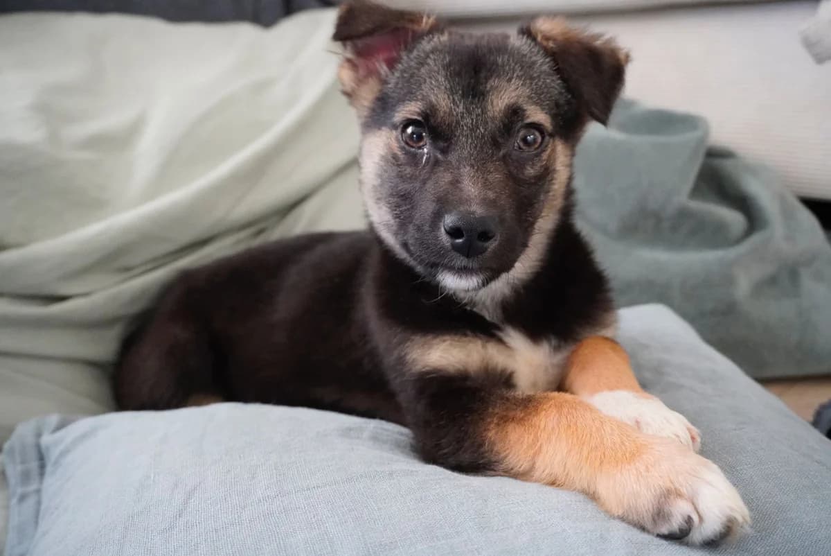 Naya, female puppy Mixed Breed for adoption at Ein Herz für Streuner e.V., München