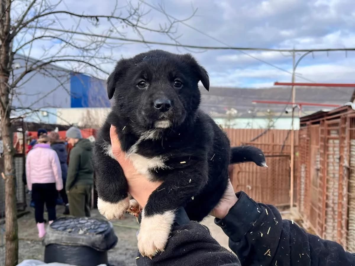 Nayati, female puppy Mixed Breed for adoption at Ein Herz für Streuner e.V., München