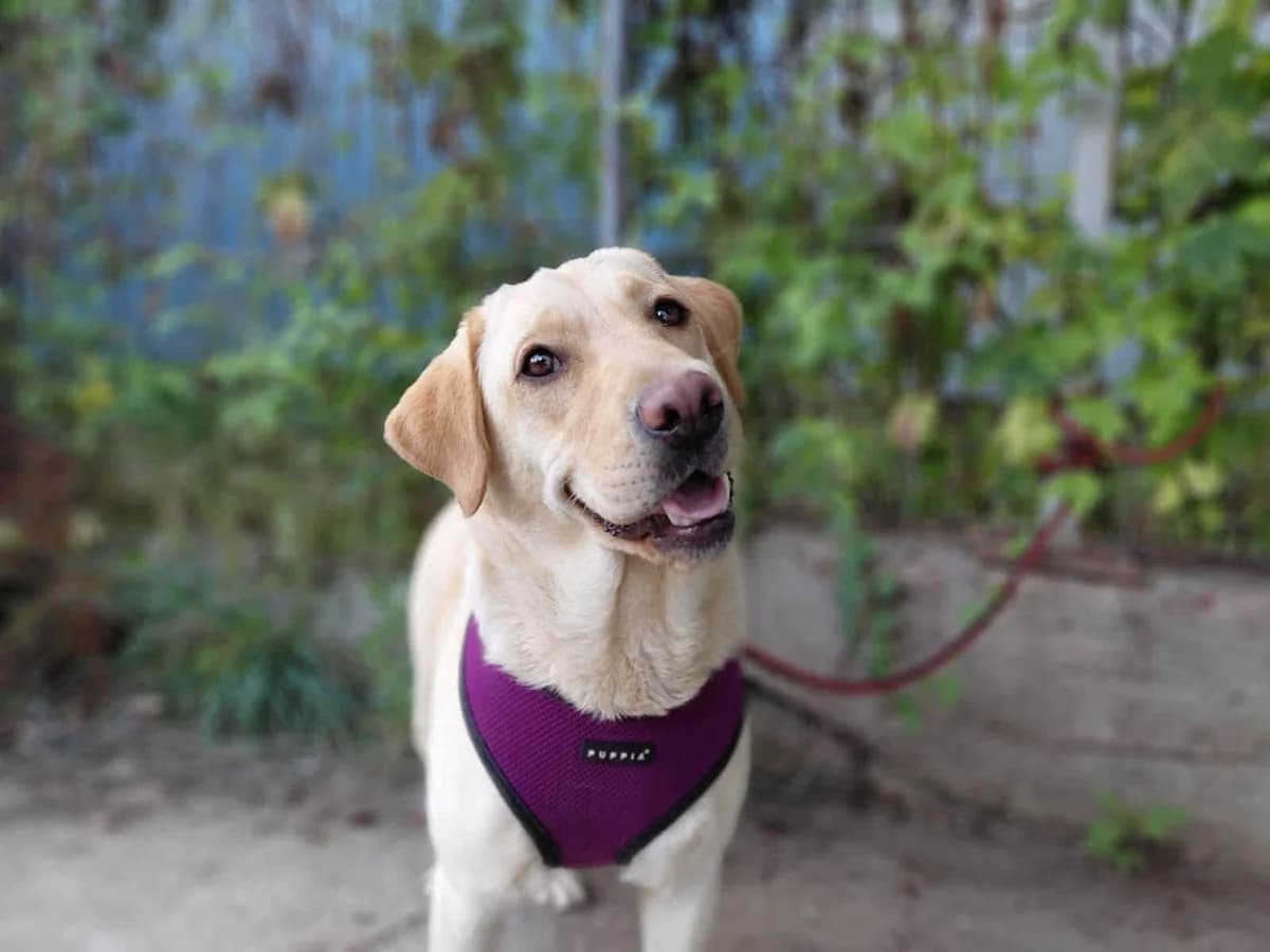 Nayeli, female 5yo Mixed Breed for adoption at Ein Herz für Streuner e.V., München