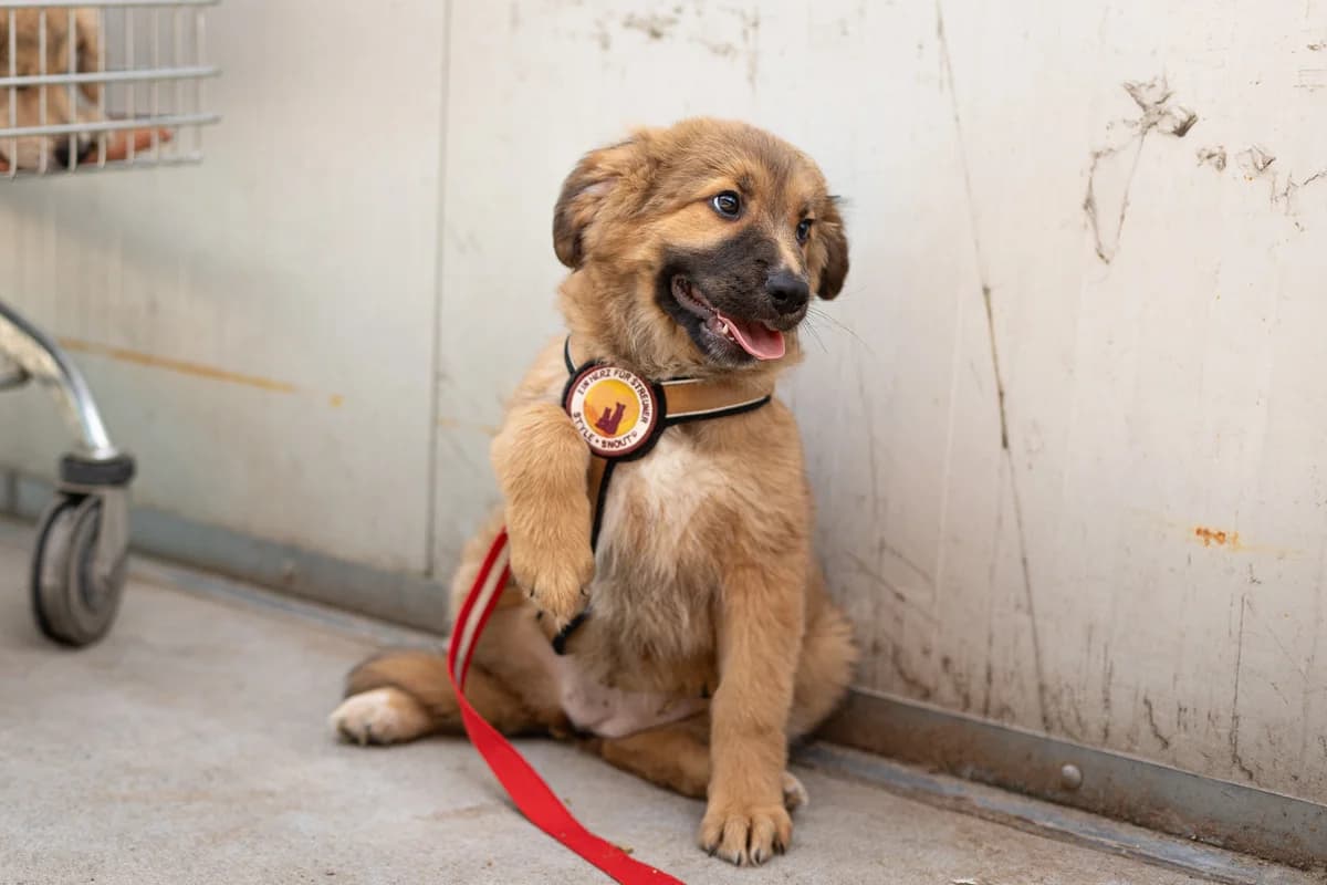 Nayla, female puppy Mixed Breed for adoption at Ein Herz für Streuner e.V., München