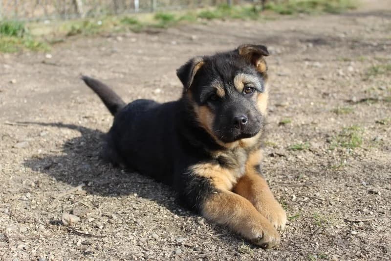 Nayla, schwarz female puppy Mixed Breed for adoption at Ein Herz für Streuner e.V., München