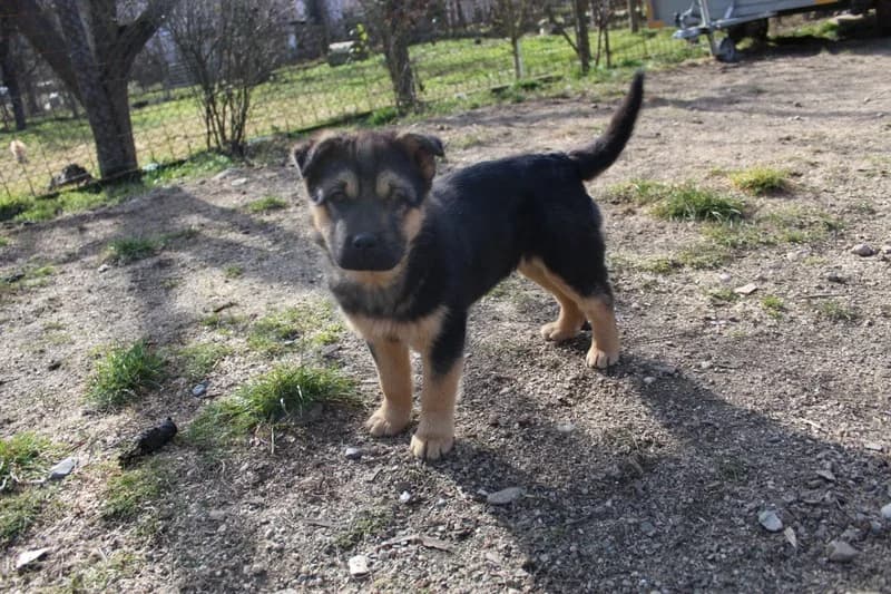 Nayla, schwarz female puppy Mixed Breed for adoption at Ein Herz für Streuner e.V., München