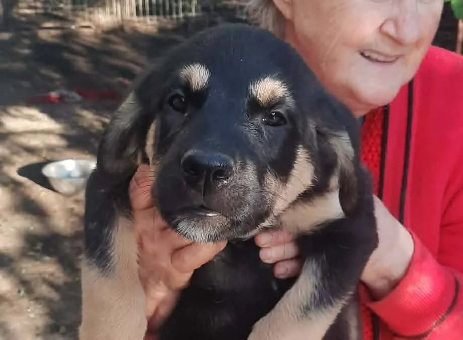 Naylani, female puppy Mixed Breed for adoption at Ein Herz für Streuner e.V., München