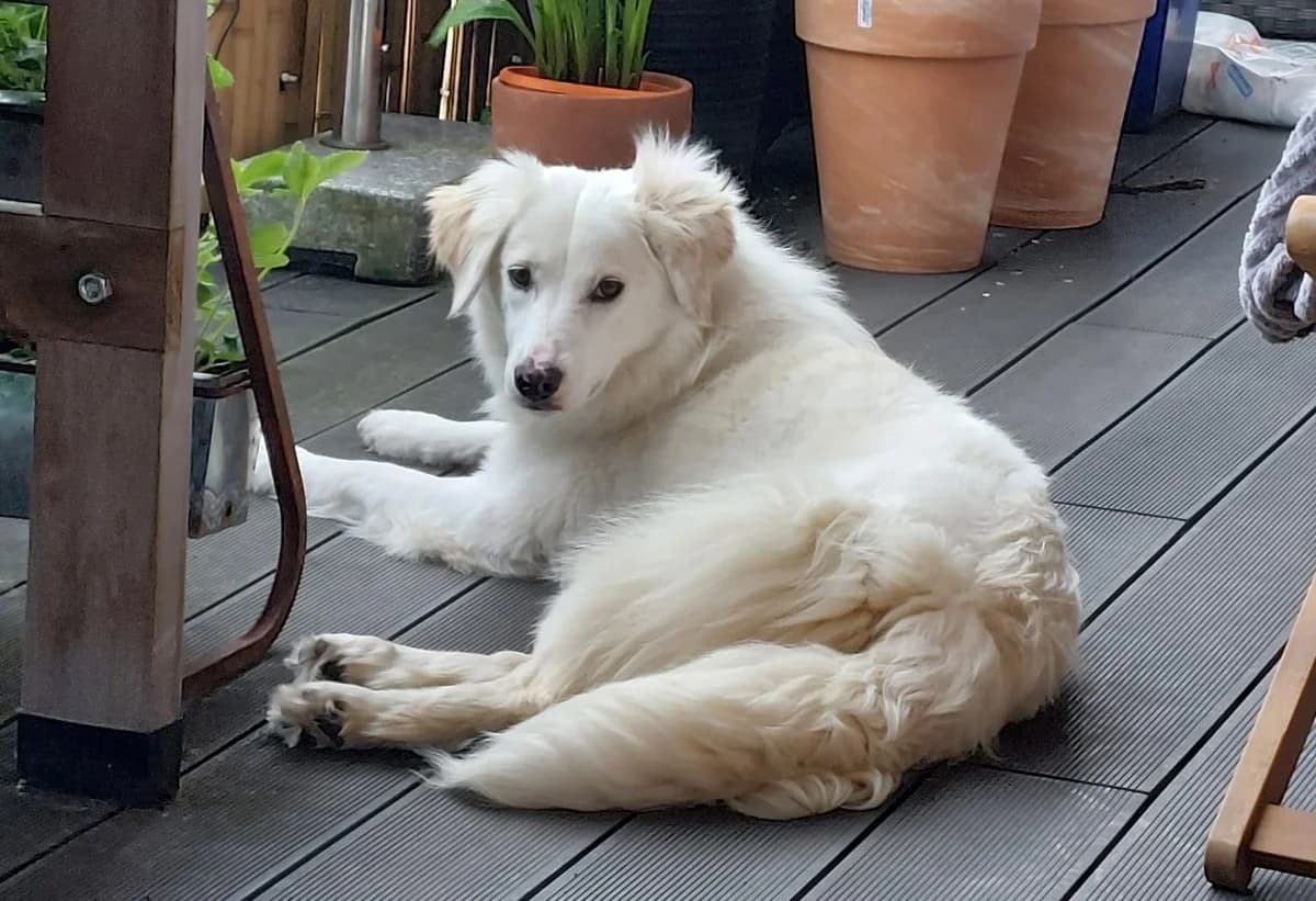 Nea, female 5yo Mixed Breed for adoption at Ein Herz für Streuner e.V., München