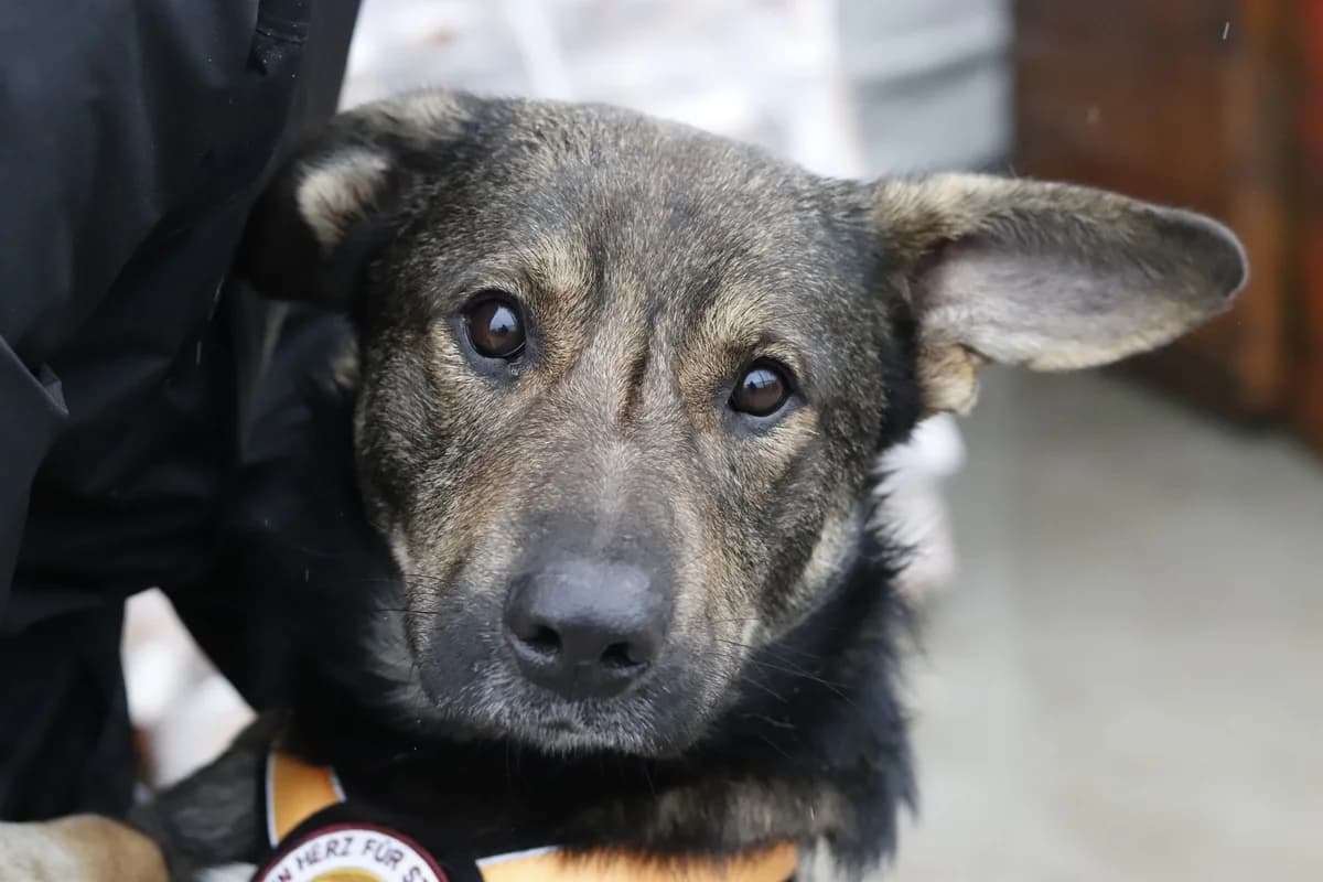 Nebrasko, grau male young Mixed Breed for adoption at Ein Herz für Streuner e.V., München