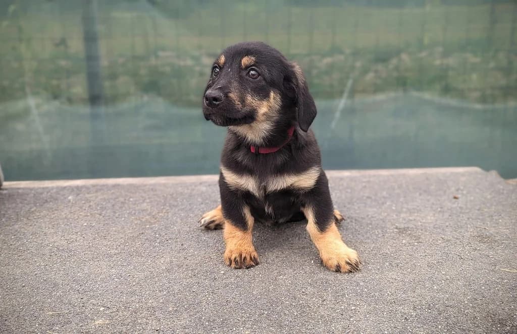 Neda, schwarz female puppy Mixed Breed for adoption at Ein Herz für Streuner e.V., München