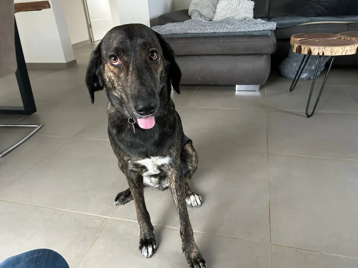 Neela, female young Mixed Breed for adoption at Ein Herz für Streuner e.V., München