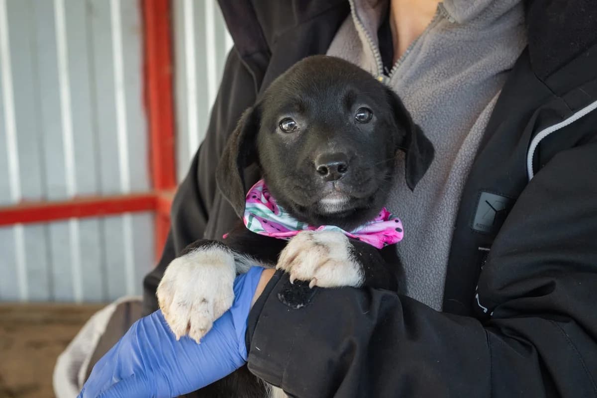 Neele, weiß female puppy Mixed Breed for adoption at Ein Herz für Streuner e.V., München