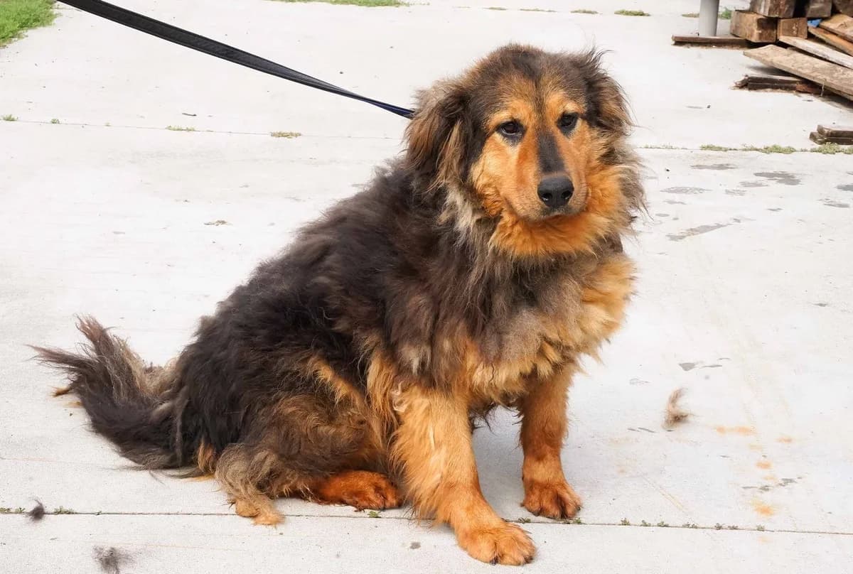 Neelix, male senior Mixed Breed for adoption at Ein Herz für Streuner e.V., München