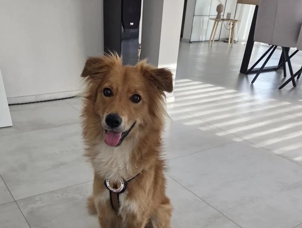 Neelo, male young Mixed Breed for adoption at Ein Herz für Streuner e.V., München