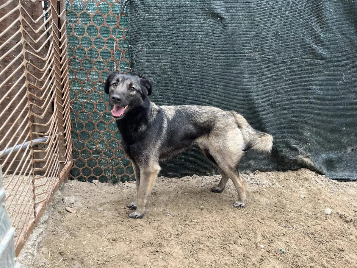 Negan, male 5yo Mixed Breed for adoption at Ein Herz für Streuner e.V., München