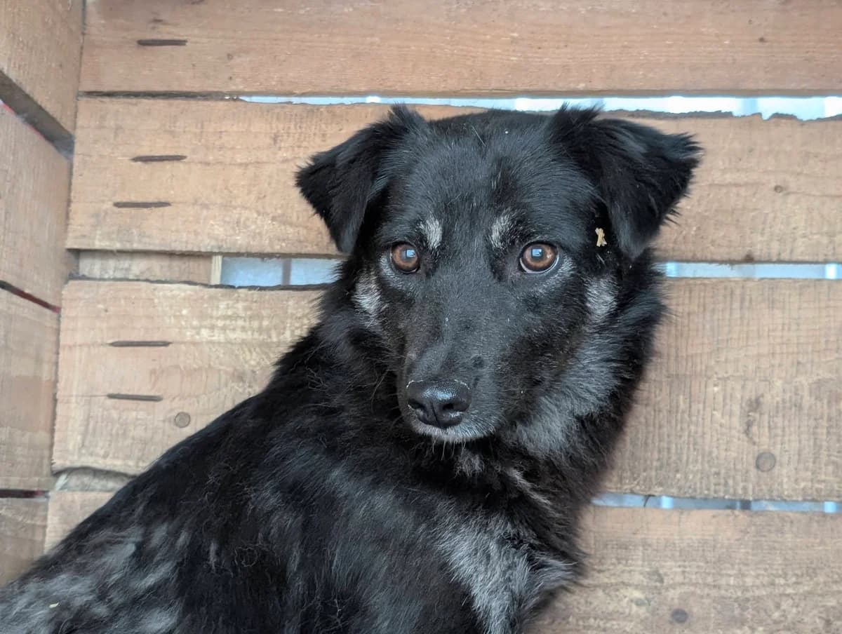 Negru, female young Mixed Breed for adoption at Ein Herz für Streuner e.V., München