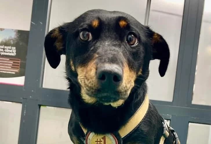 Neha, female 5yo Mixed Breed for adoption at Ein Herz für Streuner e.V., München