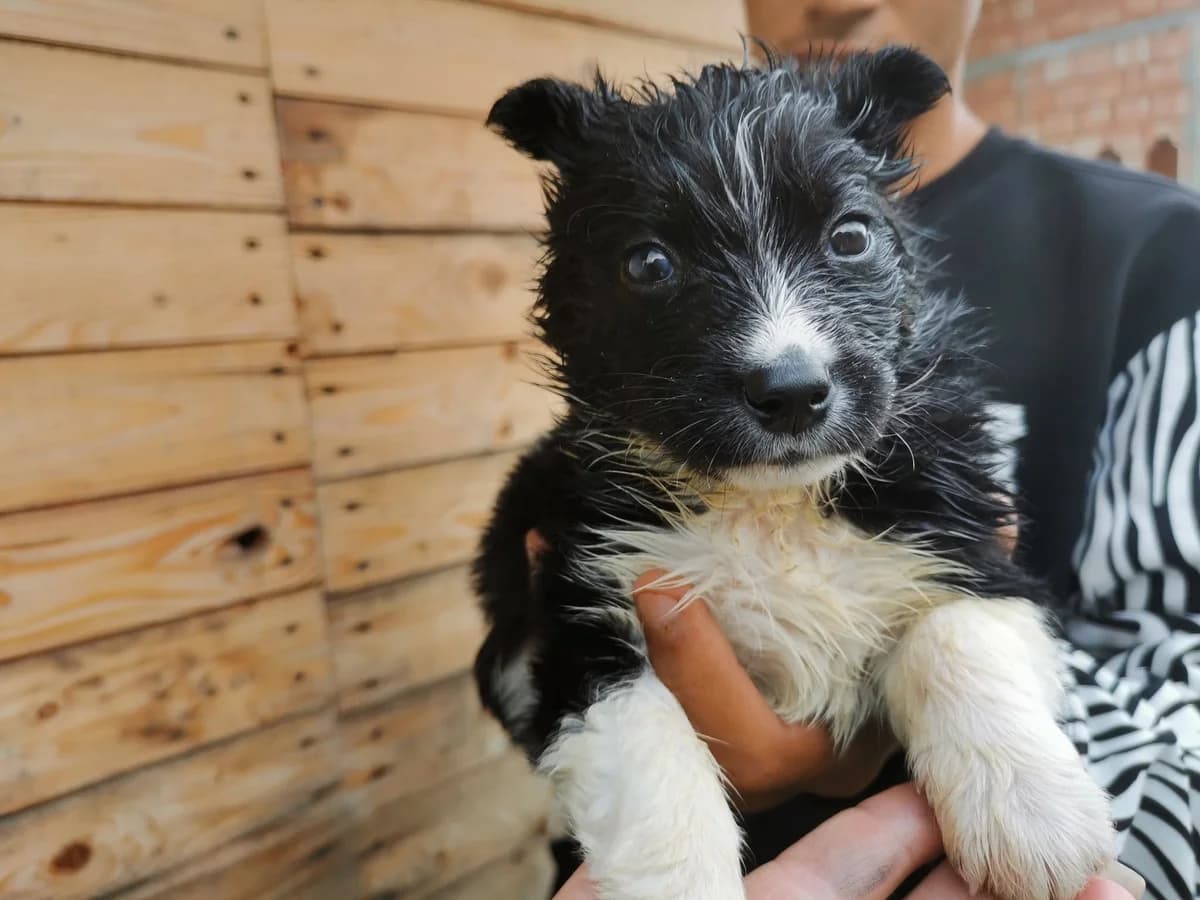 Nehemia, puppy Mixed Breed for adoption at Ein Herz für Streuner e.V., München