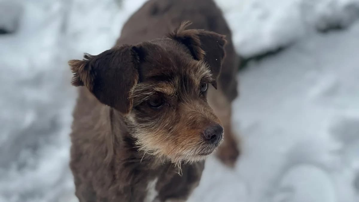Nela, female senior Mixed Breed for adoption at Ein Herz für Streuner e.V., München