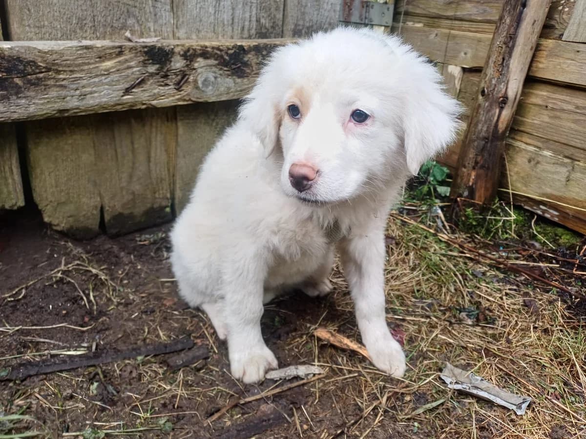 Nela, weiß puppy Mixed Breed for adoption at Ein Herz für Streuner e.V., München
