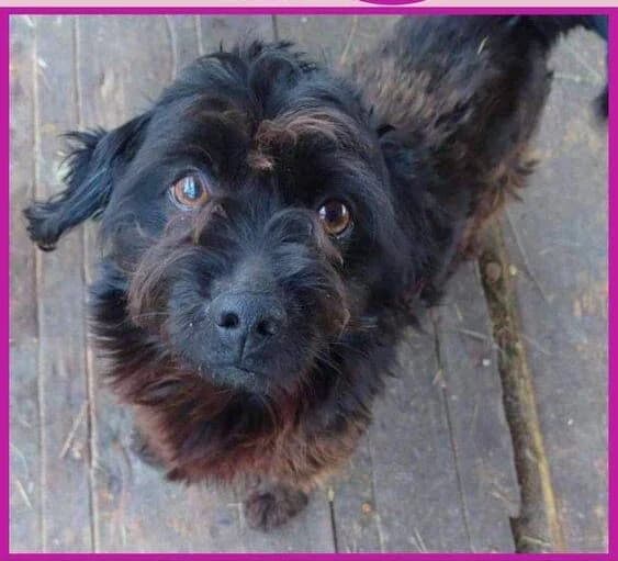 Nela, Mixed Breed for adoption at Ein Herz für Streuner e.V., München