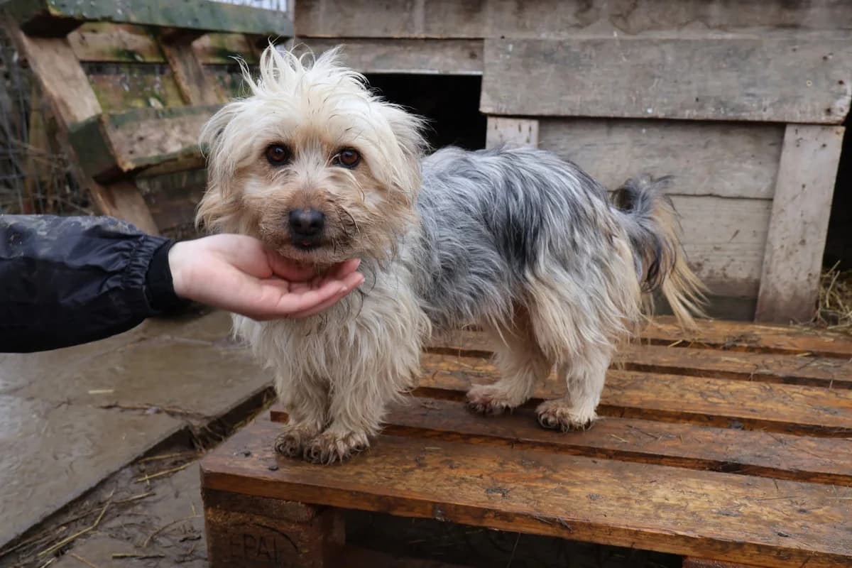 Nele, female 4yo Mixed Breed for adoption at Ein Herz für Streuner e.V., München