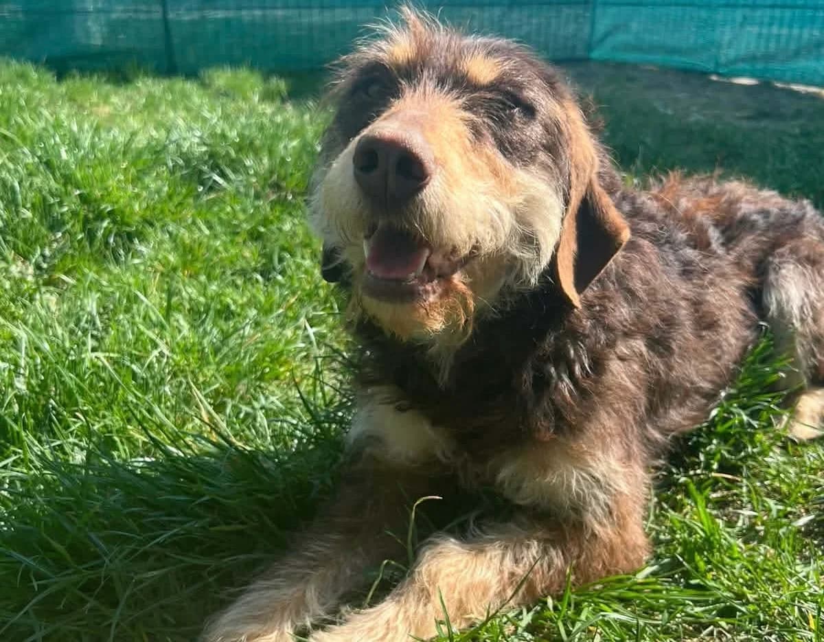 Nele, female young Mixed Breed for adoption at Ein Herz für Streuner e.V., München