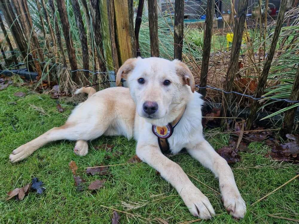 Neli, cremefarben female puppy Mixed Breed for adoption at Ein Herz für Streuner e.V., München