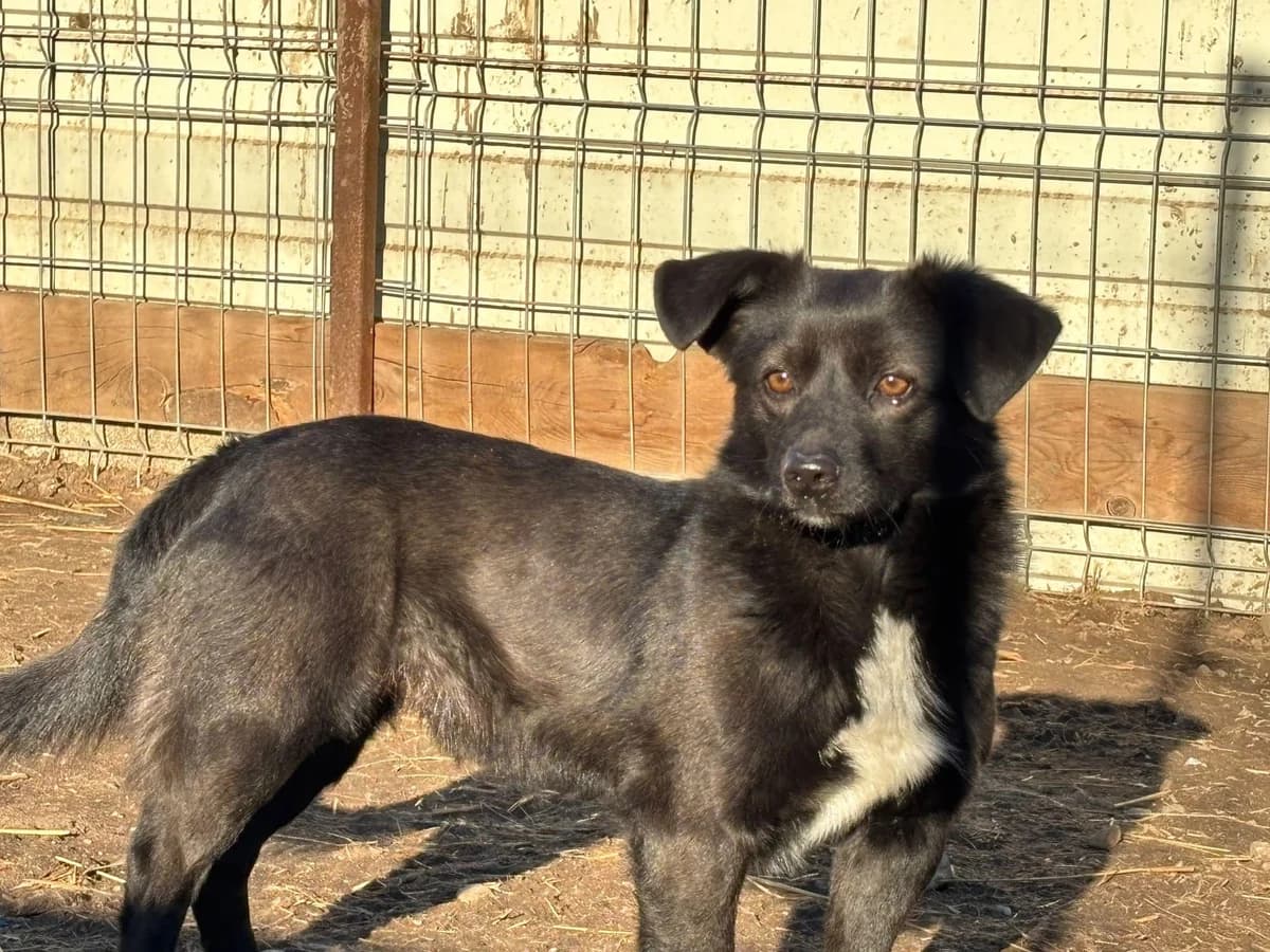 Nelio, male young Mixed Breed for adoption at Ein Herz für Streuner e.V., München