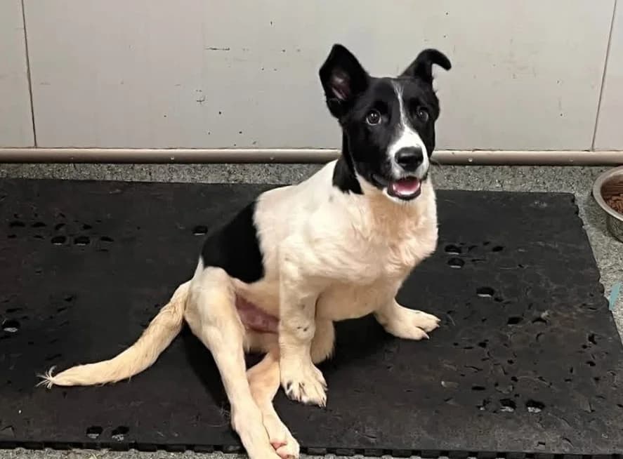 Nelio, male puppy Mixed Breed for adoption at Ein Herz für Streuner e.V., München