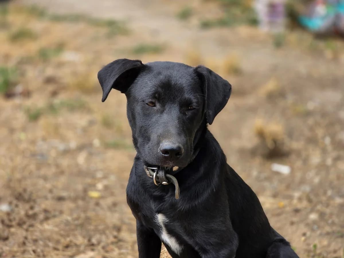 Nelka, female puppy Mixed Breed for adoption at Ein Herz für Streuner e.V., München