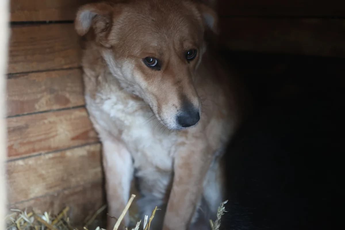 Nella, weiß female 3yo Mixed Breed for adoption at Ein Herz für Streuner e.V., München