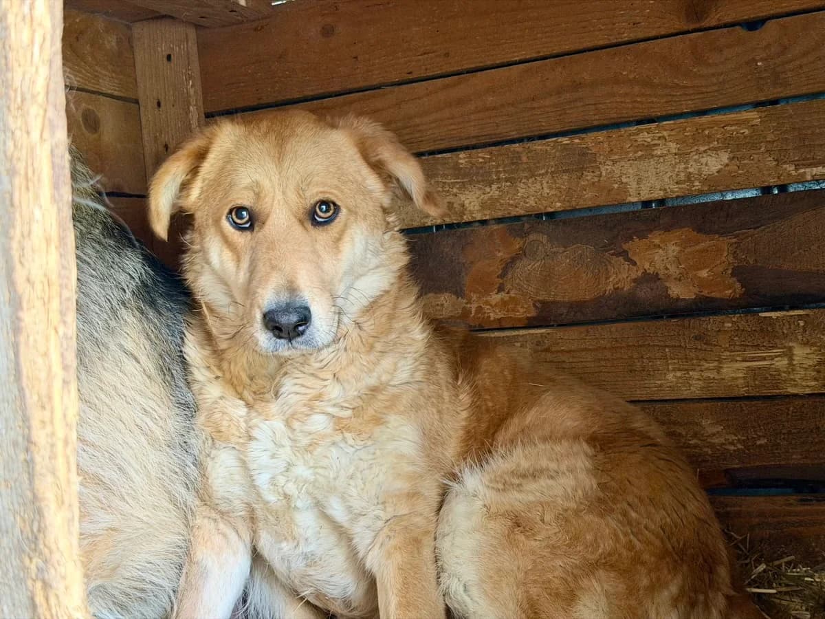 Nella, female 3yo Mixed Breed for adoption at Ein Herz für Streuner e.V., München