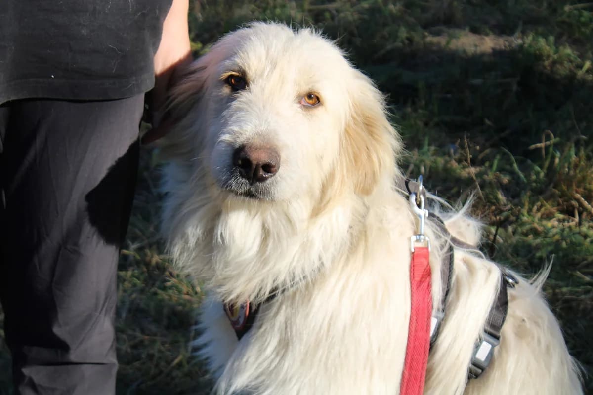 Nelli, female 4yo Mixed Breed for adoption at Ein Herz für Streuner e.V., München