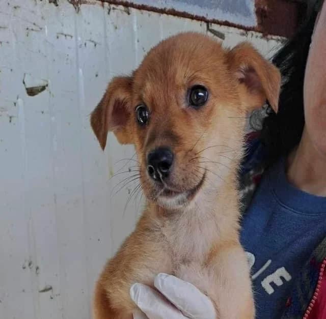 Nellie, puppy Mixed Breed for adoption at Ein Herz für Streuner e.V., München