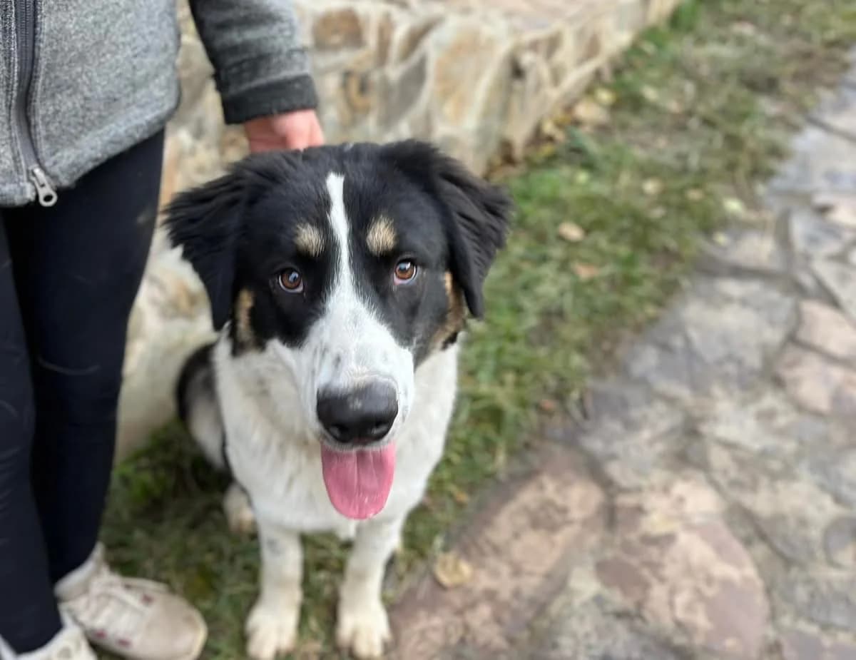 Nelly, female young Mixed Breed for adoption at Ein Herz für Streuner e.V., München