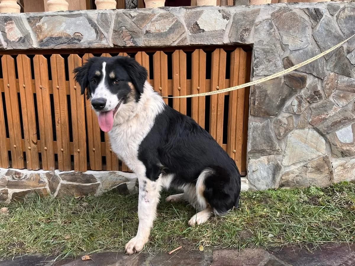 Nelly, female young Mixed Breed for adoption at Ein Herz für Streuner e.V., München