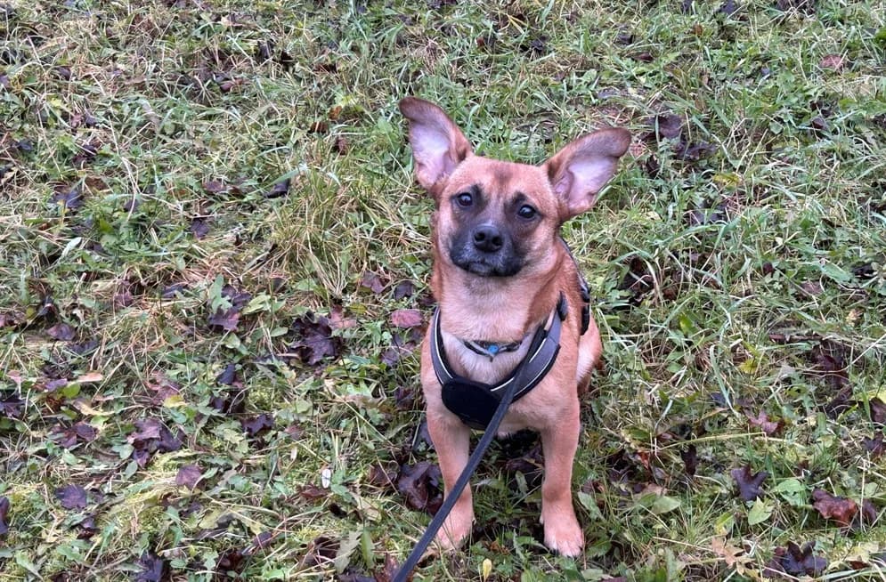 Nelly, female young Mixed Breed for adoption at Ein Herz für Streuner e.V., München
