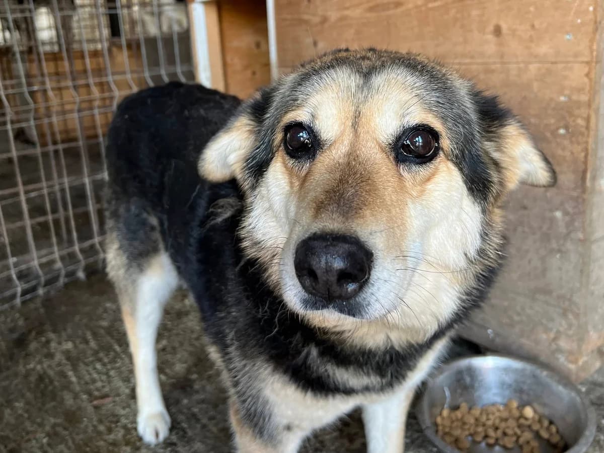 Nelly, female senior Mixed Breed for adoption at Ein Herz für Streuner e.V., München