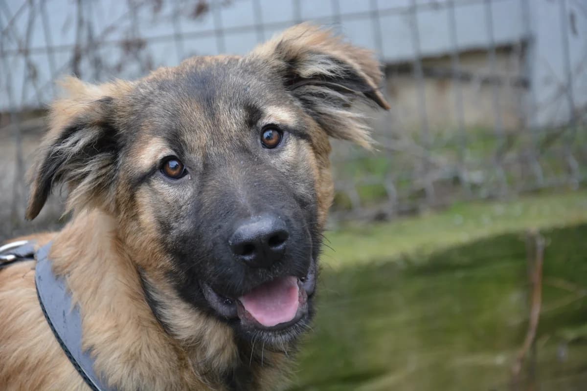 Nelson, male puppy Mixed Breed for adoption at Ein Herz für Streuner e.V., München