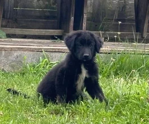 Nelson, weiß male puppy Mixed Breed for adoption at Ein Herz für Streuner e.V., München