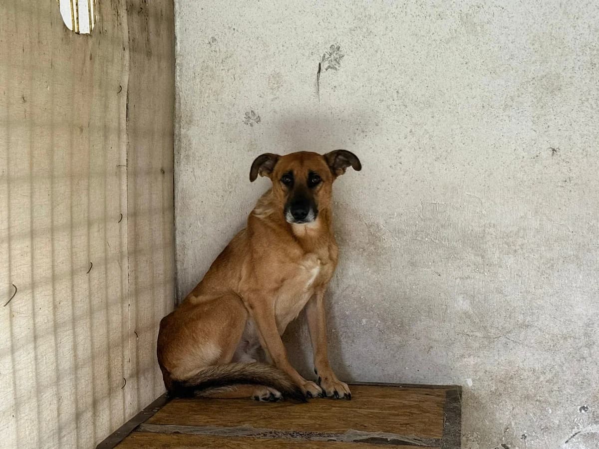 Nemo, grau male 6yo Mixed Breed for adoption at Ein Herz für Streuner e.V., München
