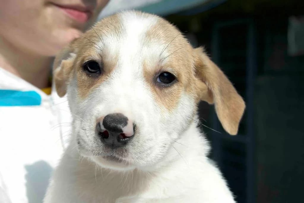 Nepomuk, weiß male puppy Mixed Breed for adoption at Ein Herz für Streuner e.V., München