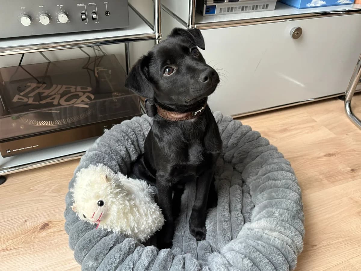 Nera, female puppy Mixed Breed for adoption at Ein Herz für Streuner e.V., München