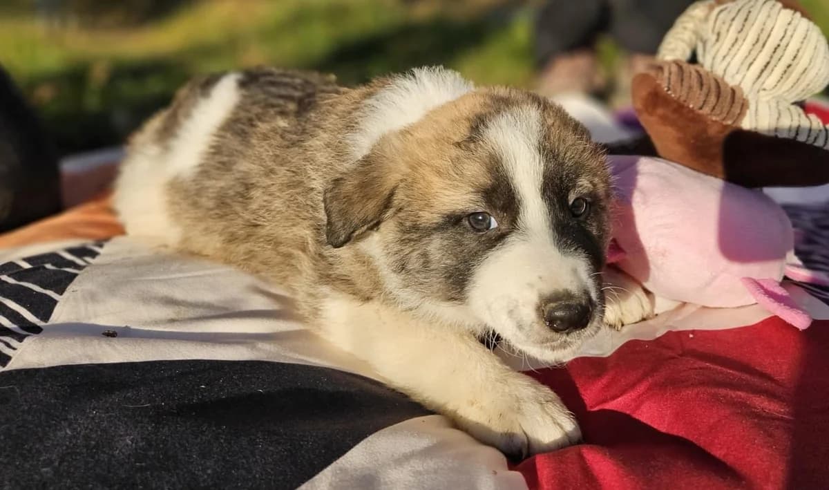 Nerea, female puppy Mixed Breed for adoption at Ein Herz für Streuner e.V., München