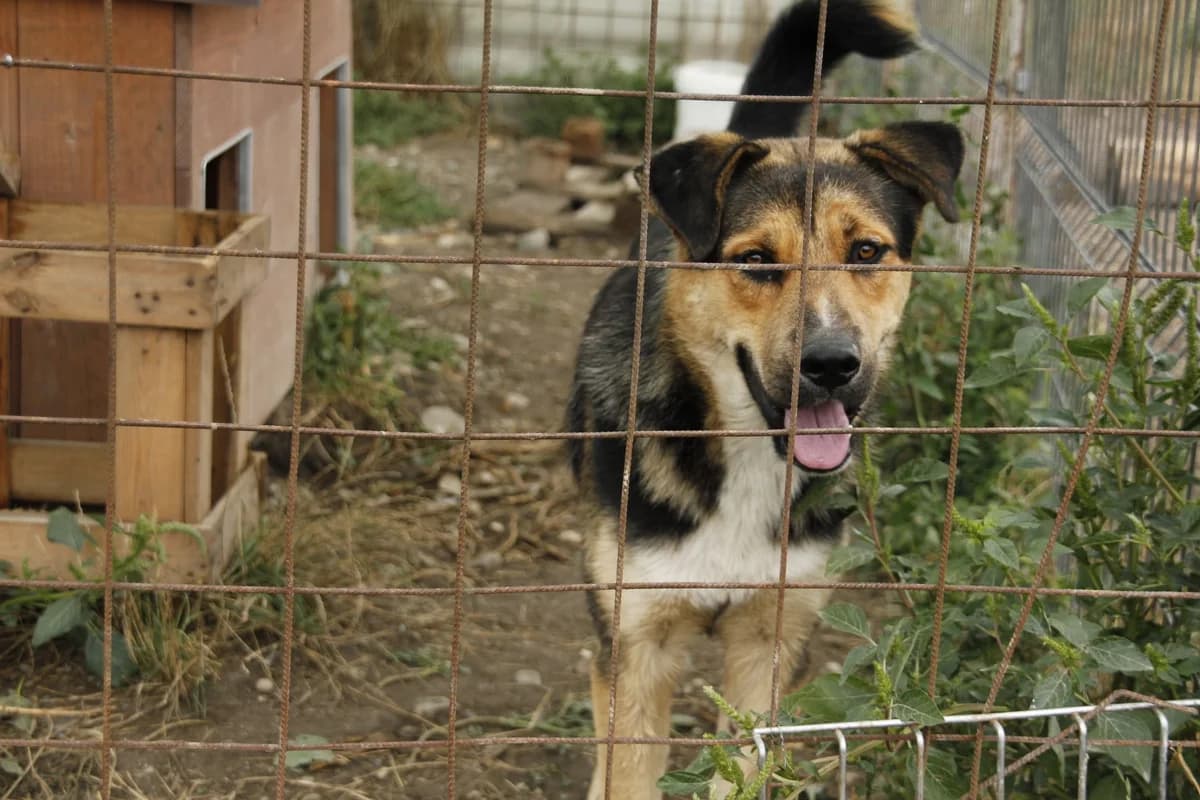 Nero, male 5yo Mixed Breed for adoption at Ein Herz für Streuner e.V., München