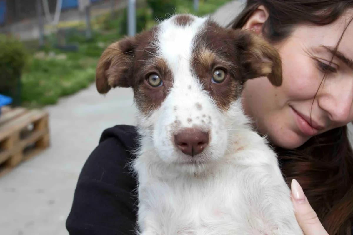 Nessa, weiß female puppy Mixed Breed for adoption at Ein Herz für Streuner e.V., München