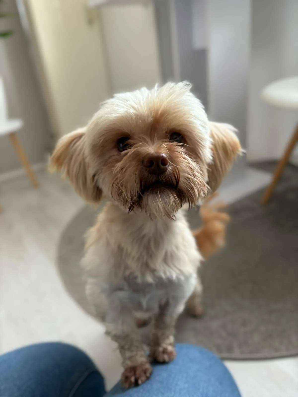 Netty, female 6yo Mixed Breed for adoption at Ein Herz für Streuner e.V., München