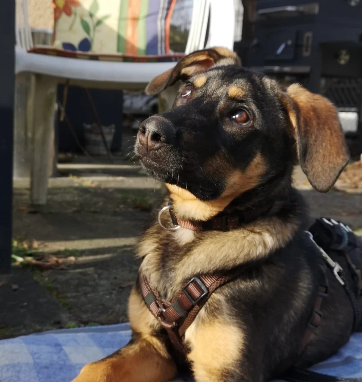 Neva, female puppy Mixed Breed for adoption at Ein Herz für Streuner e.V., München