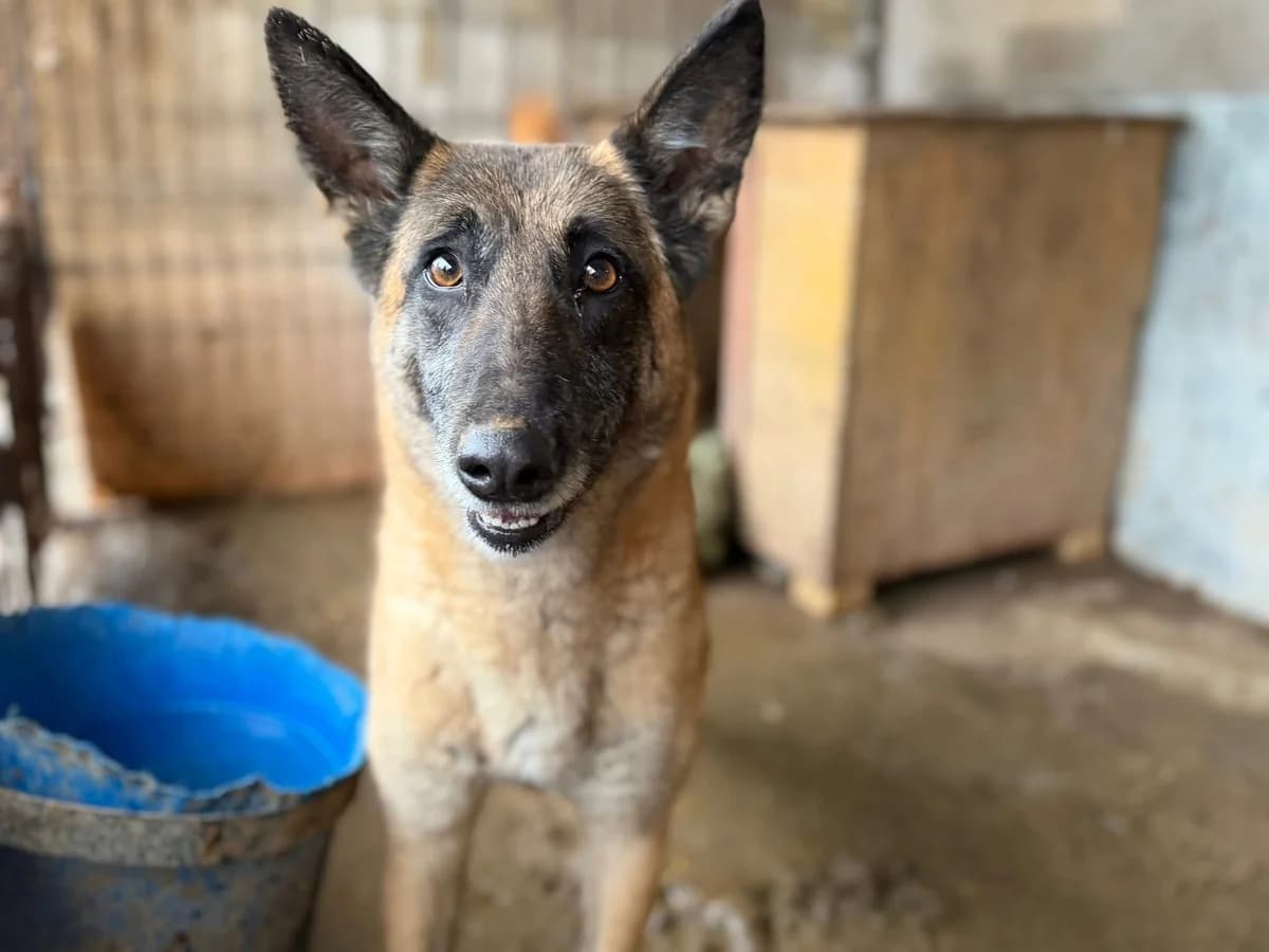 Nevada, female 5yo Mixed Breed for adoption at Ein Herz für Streuner e.V., München