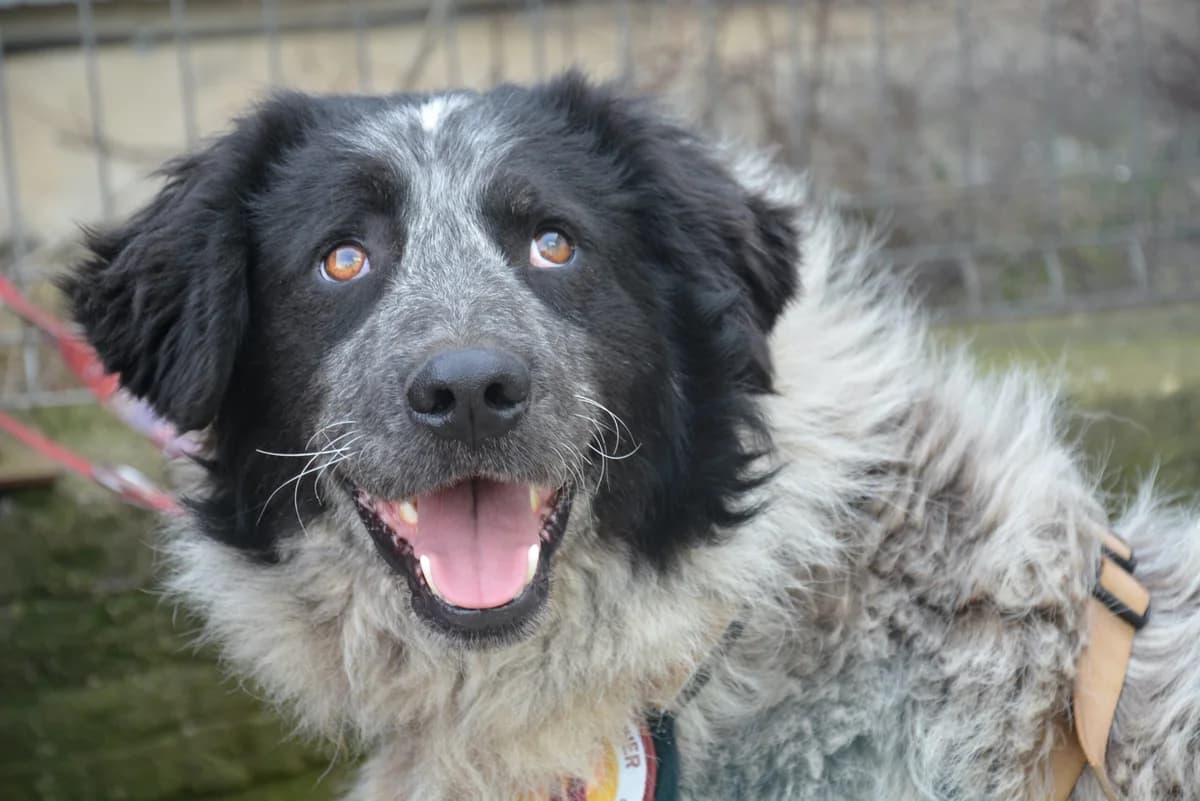 Nevis, male young Mixed Breed for adoption at Ein Herz für Streuner e.V., München