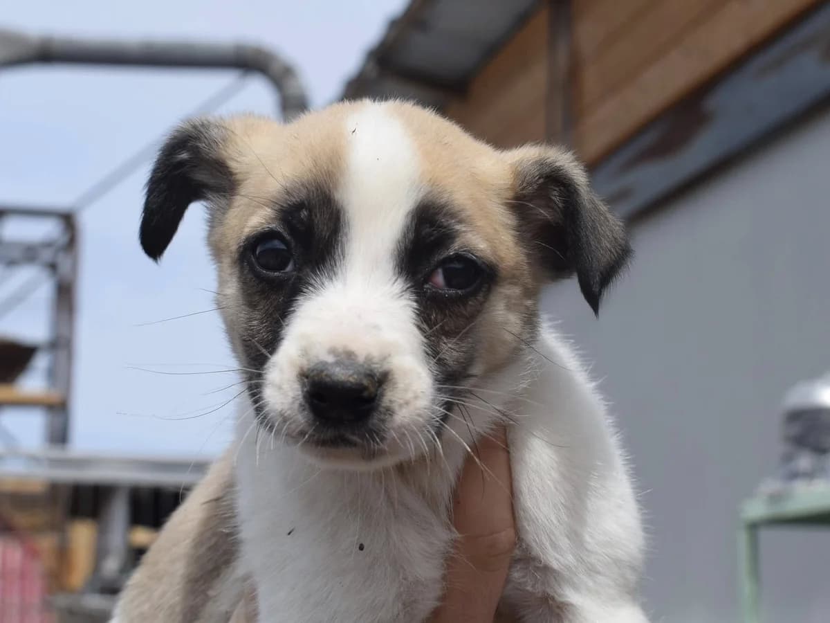 Newt, female puppy Mixed Breed for adoption at Ein Herz für Streuner e.V., München